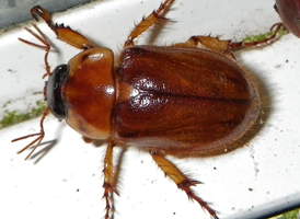 Northern Masked Chafer